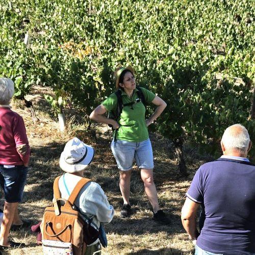 Visite contée Charnay vignes©j.jambon
